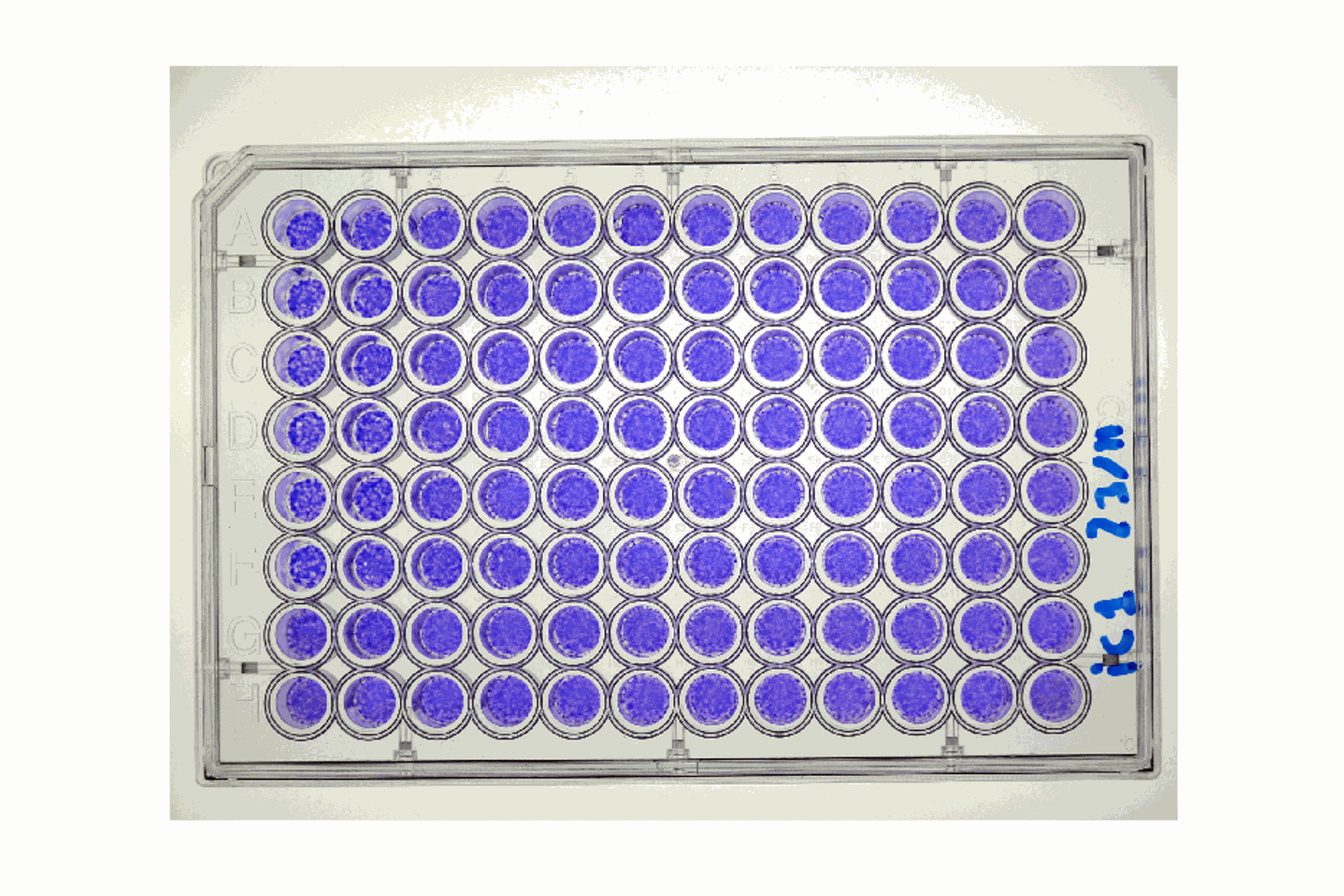 Microplaci Elisa